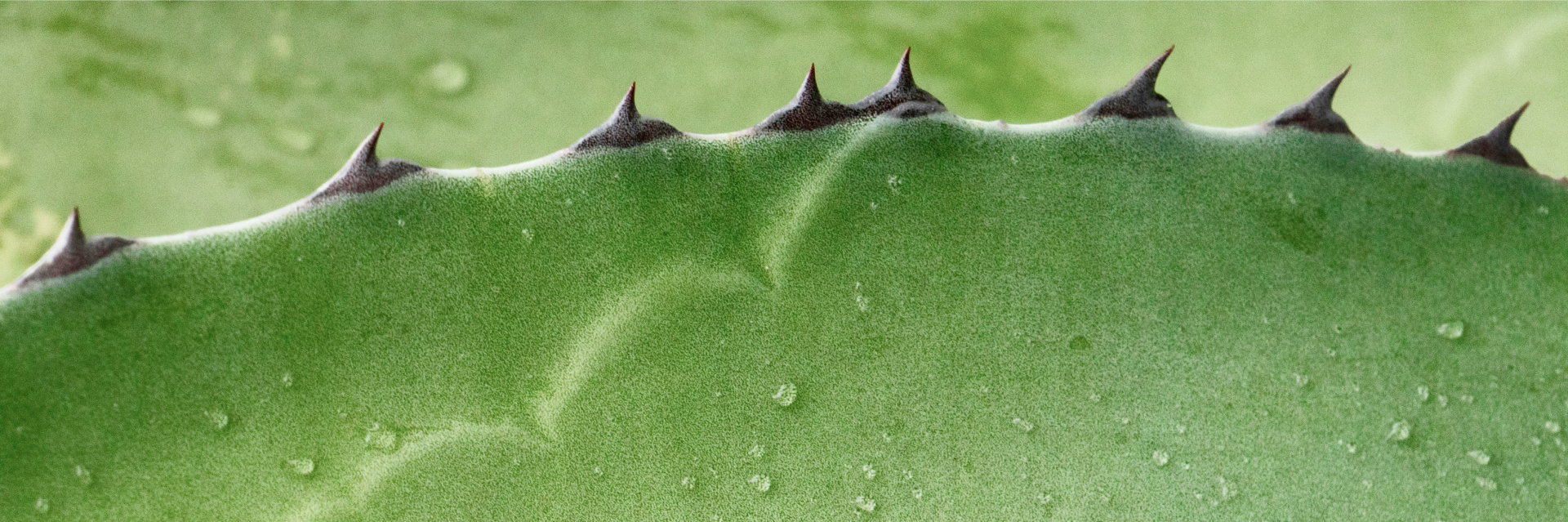 Closeup of Aloe Vera plant