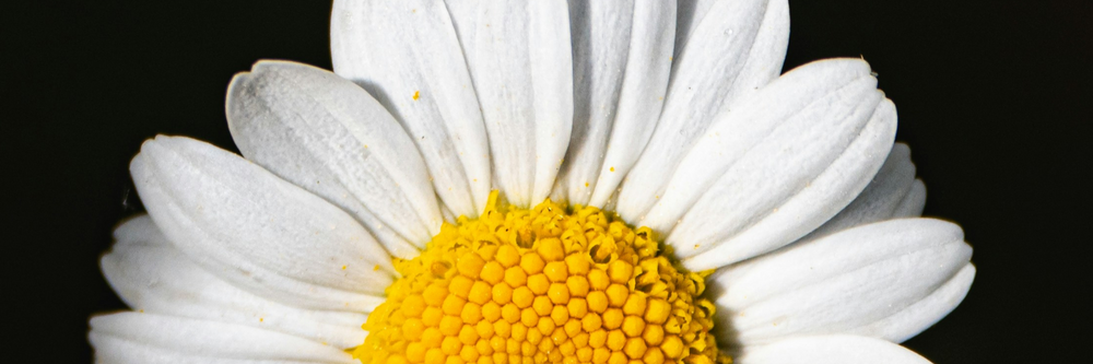 Chamomile