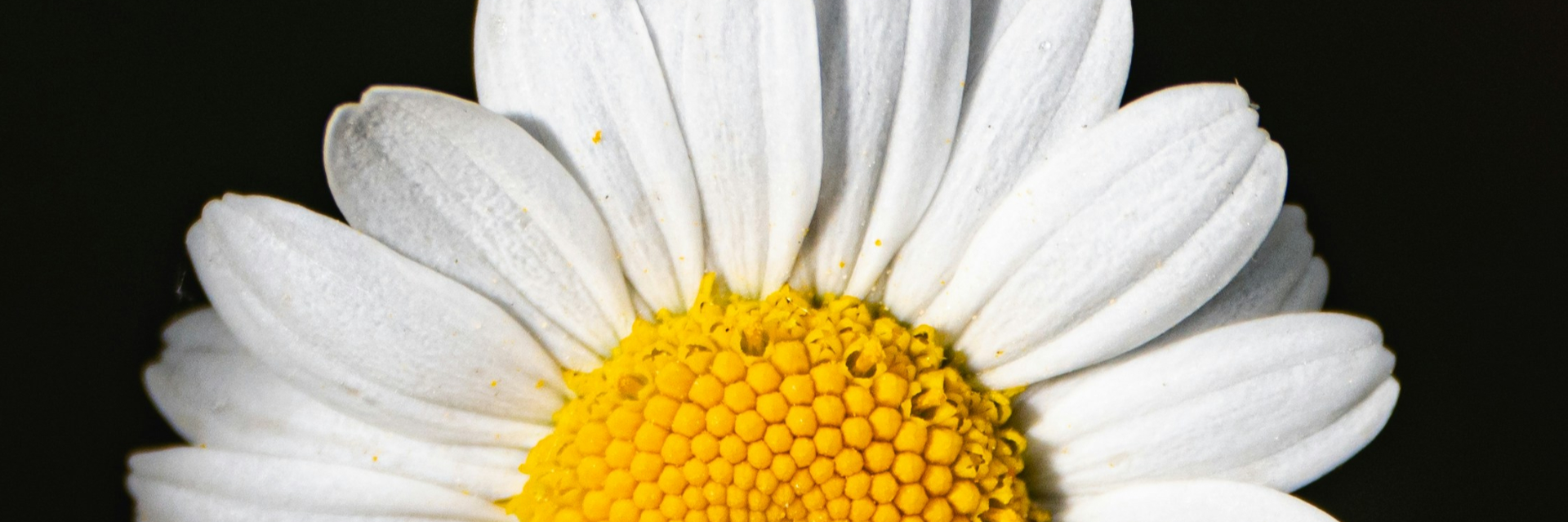 Chamomile