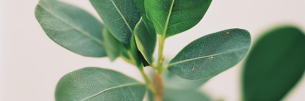 Jojoba Oil