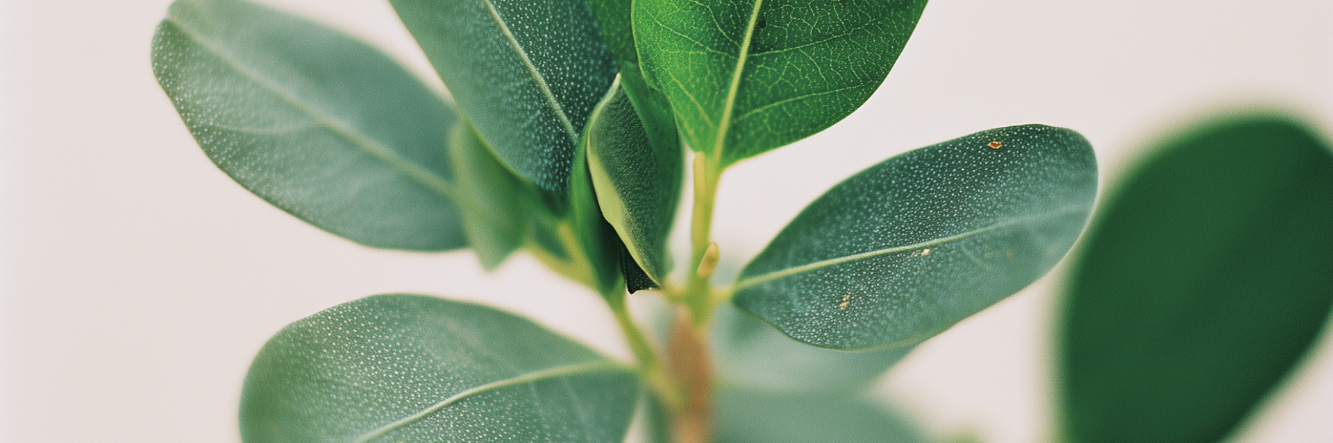 Jojoba Oil